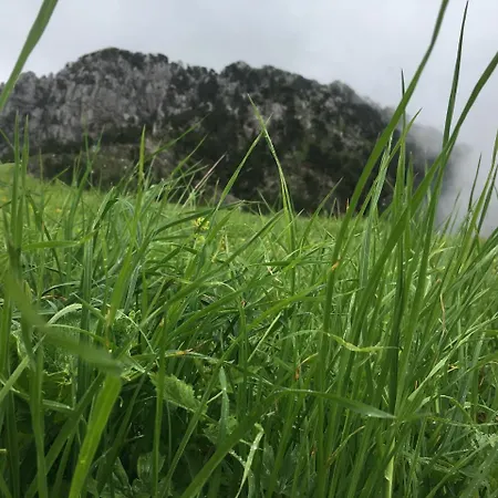 Casa de hóspedes Bujtina Dreni