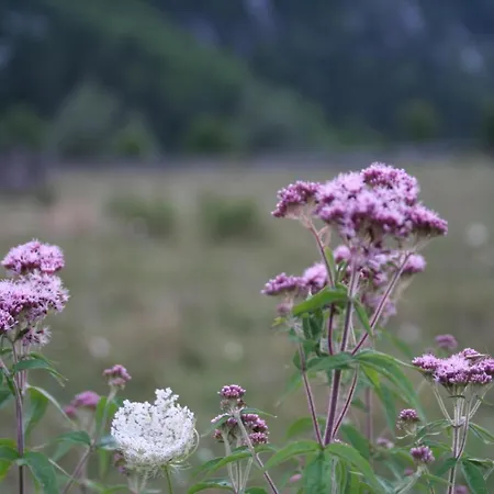 Bujtina Dreni بيت ضيافة ثيث