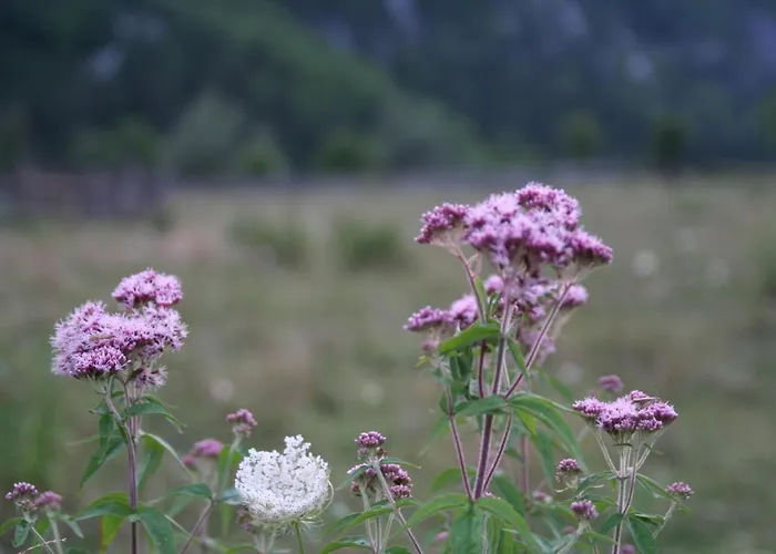 Bujtina Dreni Πανσιόν Theth