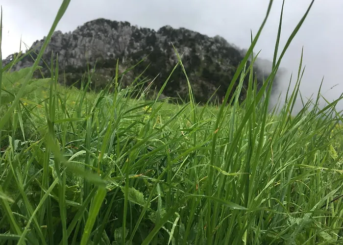Πανσιόν Bujtina Dreni